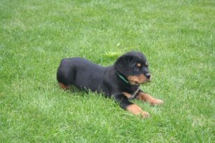 Bruno 9