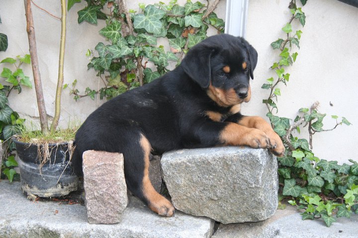 Bruno 10