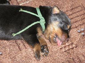 Bruno
