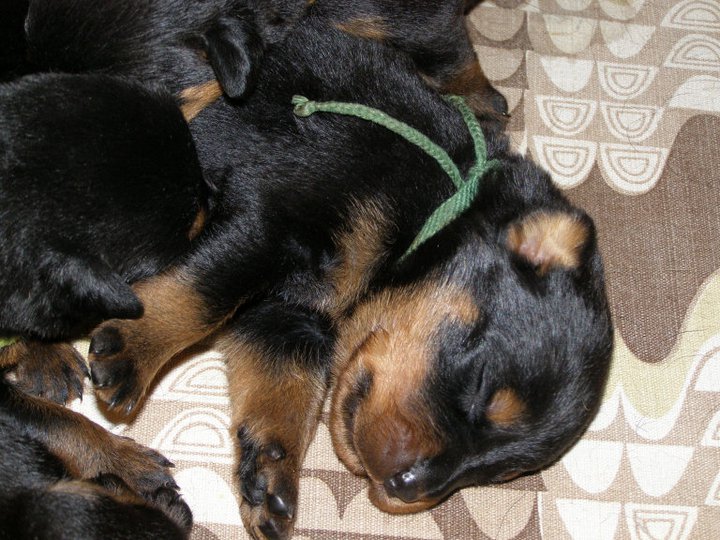 Bruno 2