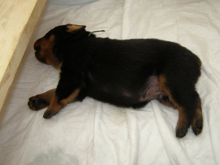 Bruno 3