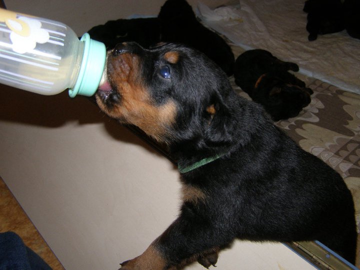 Bruno 4
