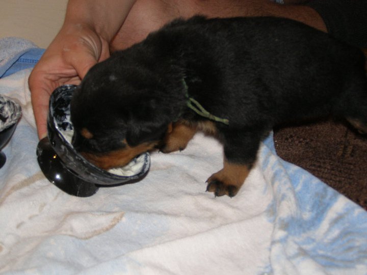 Bruno 5