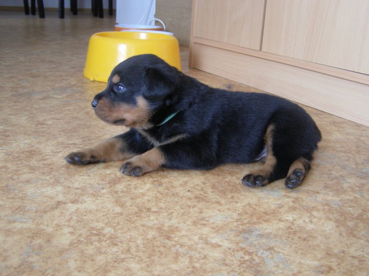 Bruno 6