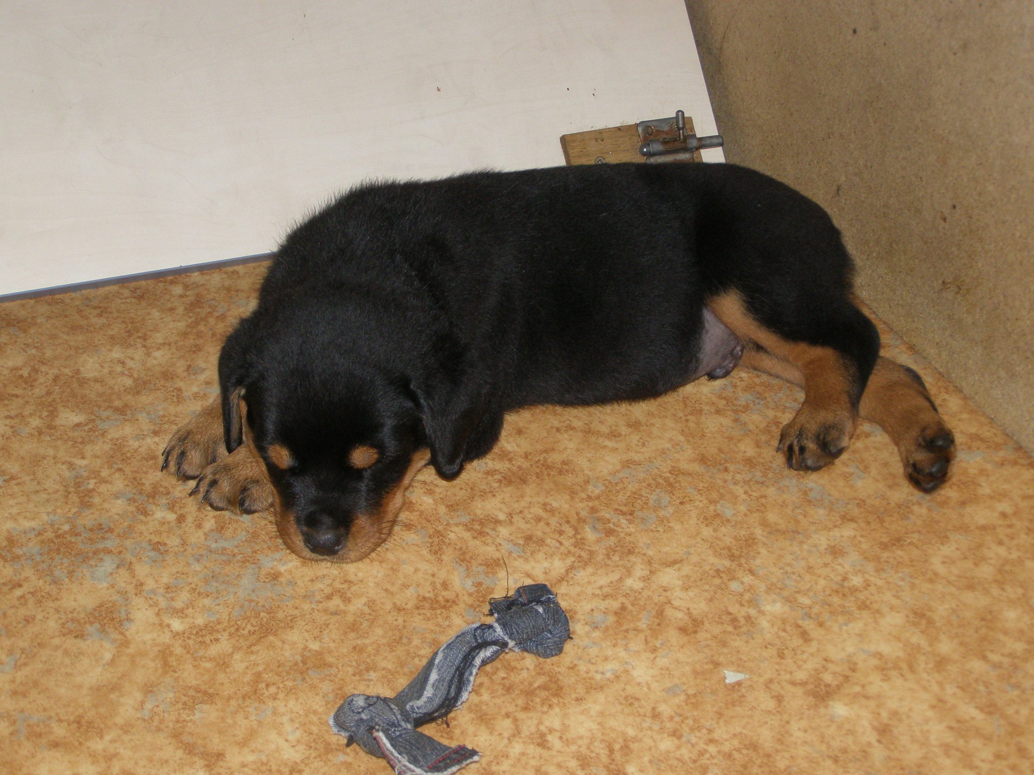 Bruno 7