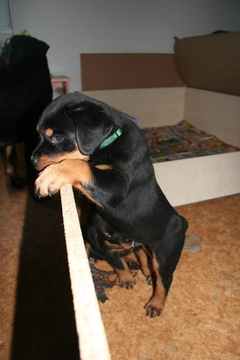 Bruno 8